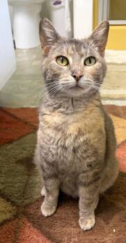 Muffin -  Domestic Short Hair Cat for Adoption in South Bend, Indiana - Muffin | PetCurious