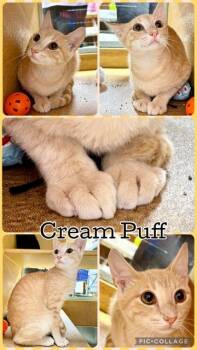 CREAM PUFF -  Tabby Cat for Adoption in Lawton, Oklahoma - CREAM PUFF | PetCurious