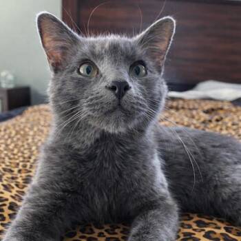 Domestic Short Hair Cats Available for Adoption in Davenport, Iowa - Latarka | PetCurious