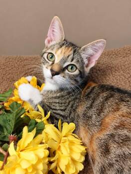 Minnie Mo -  Domestic Short Hair Cat for Adoption in Ocean Springs, Mississippi - Minnie Mo | PetCurious