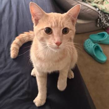 Swiper -  Domestic Short Hair Cat for Adoption - Swiper | PetCurious