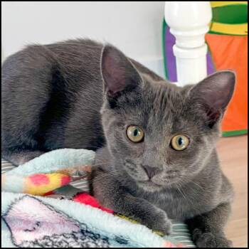 Domestic Short Hair Cats Available for Adoption in Roswell, Georgia - Chevy | PetCurious