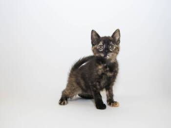 Carnelian -  Domestic Short Hair Cat for Adoption in Lansing, Kansas - Carnelian | PetCurious