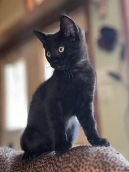 Psu -  Domestic Short Hair Cat for Adoption in Pineville, Louisiana - Psu | PetCurious