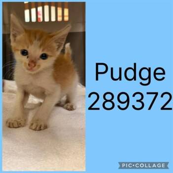 PUDGE -  Domestic Short Hair Cat for Adoption in Macon, Georgia - PUDGE | PetCurious