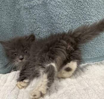Domestic Long Hair and Domestic Short Hair Cats Available for Adoption in Wilkesboro, North Carolina - Echo | PetCurious