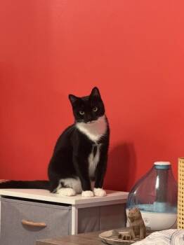 Marley -  Domestic Short Hair Cat for Adoption - Marley | PetCurious