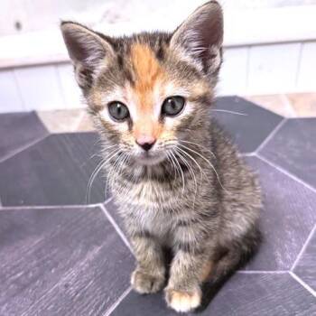 Torbie Cats Available for Adoption in Rutherfordton, North Carolina - Che | PetCurious