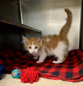 Fonz -  Domestic Long Hair and Domestic Short Hair Cat for Adoption in Baraboo, Wisconsin - Fonz | PetCurious