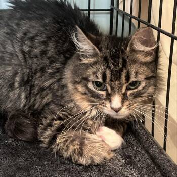 Domestic Medium Hair Cats Available for Adoption - Whimsy | PetCurious