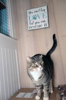Domestic Short Hair Cats Available for Adoption in Vancouver, Washington - Woody | PetCurious