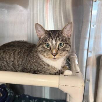 Missing Purrson -  Domestic Short Hair Cat for Adoption in Spanish Fork, Utah - Missing Purrson | PetCurious