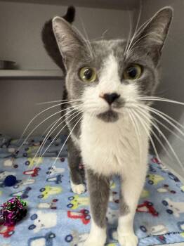 -Pearl -  Domestic Short Hair Cat for Adoption in Red Bluff, California - -Pearl | PetCurious
