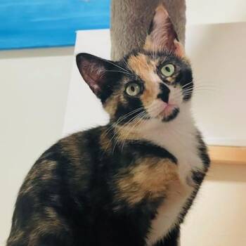 Elli Mae -  Domestic Short Hair Cat for Adoption in Beaufort, South Carolina - Elli Mae | PetCurious