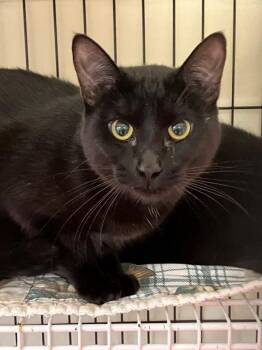 Domestic Short Hair Cats Available for Adoption - Grimm | PetCurious