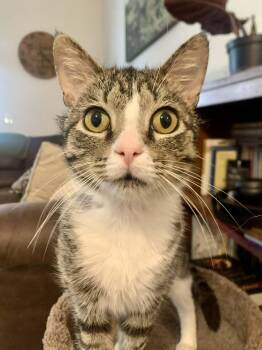 Domestic Short Hair Cats Available for Adoption in Raeford, North Carolina - Marcel | PetCurious