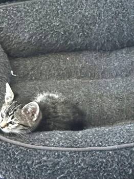 beep -  Tabby and Domestic Short Hair Cat for Adoption in San Jose, California - Beep | PetCurious
