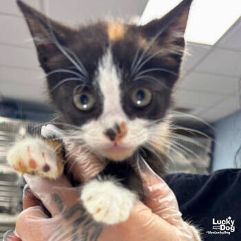 Rescue Domestic Short Hair Cats for Adoption in Washington, District Of Columbia - Cordelia | PetCurious