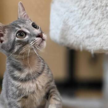 Loid -  Domestic Short Hair Cat for Adoption in Rowlett, Texas - Loid | PetCurious