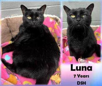 Rescue Domestic Short Hair Cats for Adoption in Franklin, Indiana - Luna | PetCurious