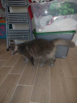 Freddy -  Maine Coon and Domestic Long Hair Cat for Adoption in Rosenberg, Texas - Freddy | PetCurious