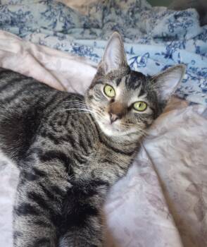 Rescue Domestic Short Hair Cats for Adoption in Jackson, Mississippi - Bertie | PetCurious