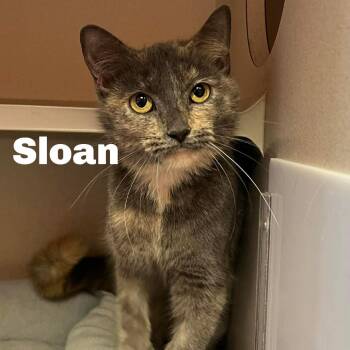 Sloan 260830 -  Domestic Short Hair Cat for Adoption in Gladstone, Michigan - Sloan 260830 | PetCurious