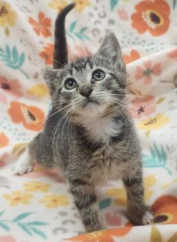Domestic Short Hair Cats Available for Adoption in Little Rock, Arkansas - Rory | PetCurious