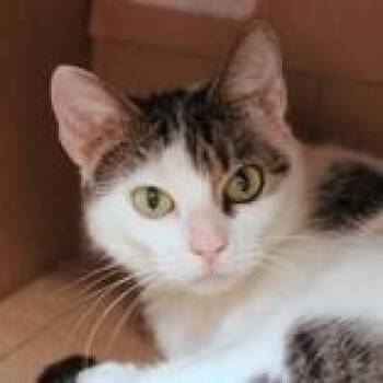 Domestic Short Hair Cats Available for Adoption in Hilliard, Ohio - Fanny | PetCurious