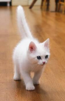 Domestic Short Hair Cats Available for Adoption - Kitten Rolex - ADOPTION PENDING | PetCurious