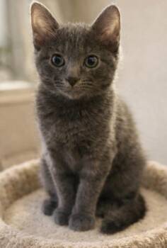 Domestic Short Hair Cats Available for Adoption - Bubbles | PetCurious