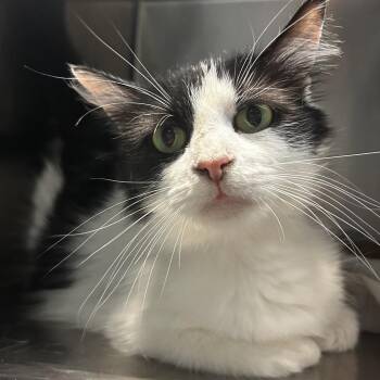 Manya -  Domestic Medium Hair Cat Available for Adoption in Chattanooga, Tennessee - Manya | PetCurious