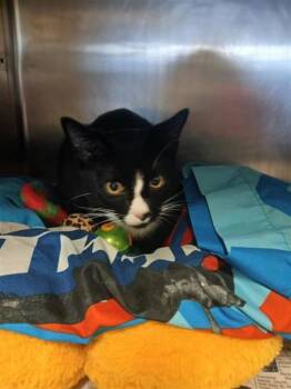 Nile -  Domestic Short Hair Cat for Adoption in Largo, Florida - Nile | PetCurious