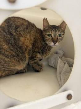 Domestic Short Hair Cats Available for Adoption - Lacey | PetCurious