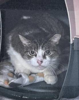 Winter Freeport -  Domestic Short Hair Cat for Adoption in Westbury, New York - Winter Freeport | PetCurious