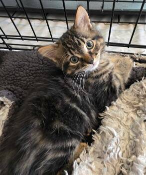Domestic Long Hair Cats Available for Adoption in Terrebonne, Quebec - Hershey | PetCurious