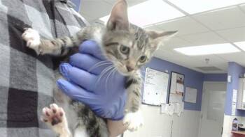 SUSAN -  Domestic Short Hair Cat for Adoption in Omaha, Nebraska - SUSAN | PetCurious
