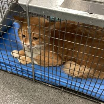 Cheetos -  Domestic Short Hair Cat for Adoption in Montgomery, Alabama - Cheetos | PetCurious