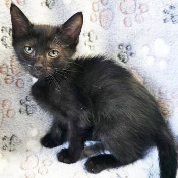 Queen -  Domestic Short Hair Cat for Adoption in Mt. Juliet, Tennessee - Queen | PetCurious