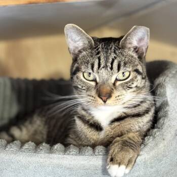 Tabby Cats Available for Adoption - Mia | PetCurious