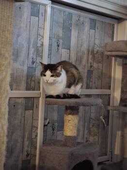 Rescue Domestic Short Hair Cats for Adoption in Norwich, Connecticut - Ember | PetCurious