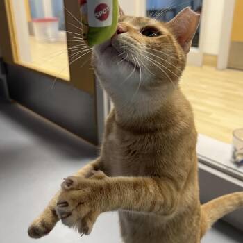 Bruno -  Domestic Short Hair Cat for Adoption in Boston, Massachusetts - Bruno | PetCurious