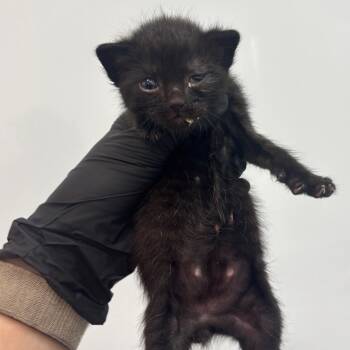 Chai -  Domestic Short Hair Cat for Adoption in Corpus Christi, Texas - Chai | PetCurious