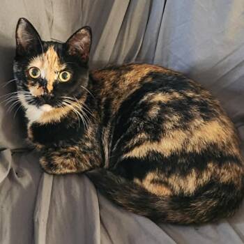 Raven -  American Shorthair Cat for Adoption in Wahiawa, Hawaii - Raven | PetCurious