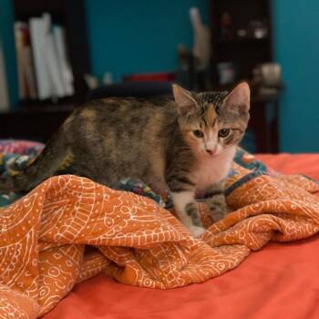 Semira -  Domestic Short Hair Cat for Adoption in Roswell, Georgia - Semira | PetCurious