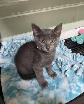 Dusky -  Domestic Short Hair Cat for Adoption in Stover, Missouri - Dusky | PetCurious