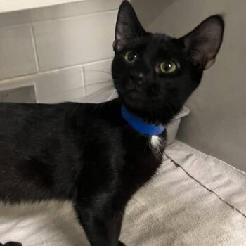 Dylan -  Domestic Short Hair Cat for Adoption in Fairport, New York - Dylan | PetCurious