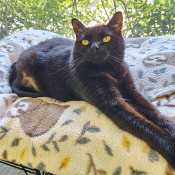 Sunny -  Domestic Short Hair Cat Available for Adoption - Sunny | PetCurious