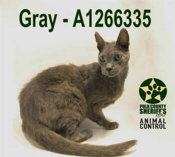Domestic Short Hair Cats Available for Adoption in Winter Haven, Florida - GRAY | PetCurious
