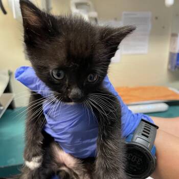 Domestic Medium Hair Cats Available for Adoption in Pasadena, California - Sharpie | PetCurious